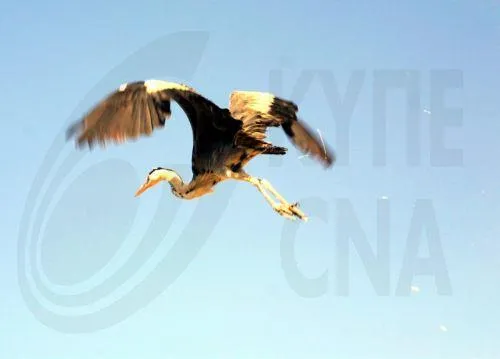 Ενδεχόμενο δεύτερο κρούσμα H5N1 στην Αθαλάσσα, λέει στο ΚΥΠΕ ο Επαμεινώνδας