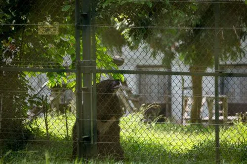 Υπάρχουν δικαστικές αποφάσεις για το Melios Zoo λέει ο Μυριάνθους, δεν είχα την παραμικρή παρατήρηση για εγκαταστάσεις λέει ο ιδιοκτήτης