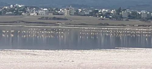 Η προστασία της Αλυκής Λάρνακας δεν μπορεί να μένει στα χαρτιά, λένε οι Οικολόγοι