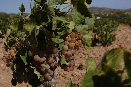 Διαμαρτυρία αμπελουργών Τροόδους που ζητούν στήριξη από Κυβέρνηση