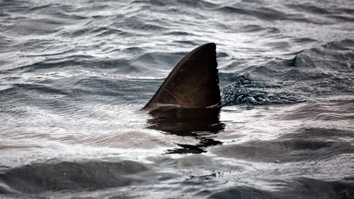large great white shark dorsal fin cutting through the ocean's surface