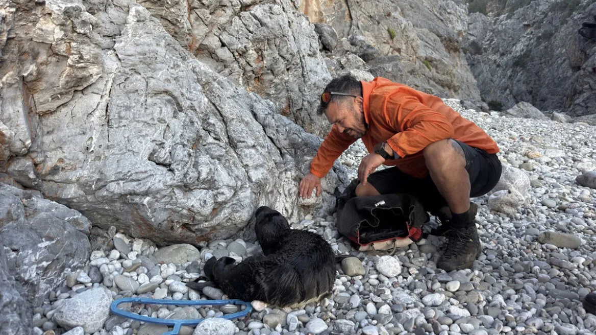 Κύθηρα: Διασώστης κατέβηκε σε δύσβατο φαράγγι και έσωσε νεογέννητη φώκια
